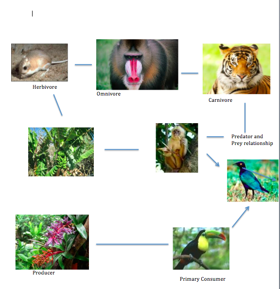 Food Chain and Food Web - Tropical Rainforest